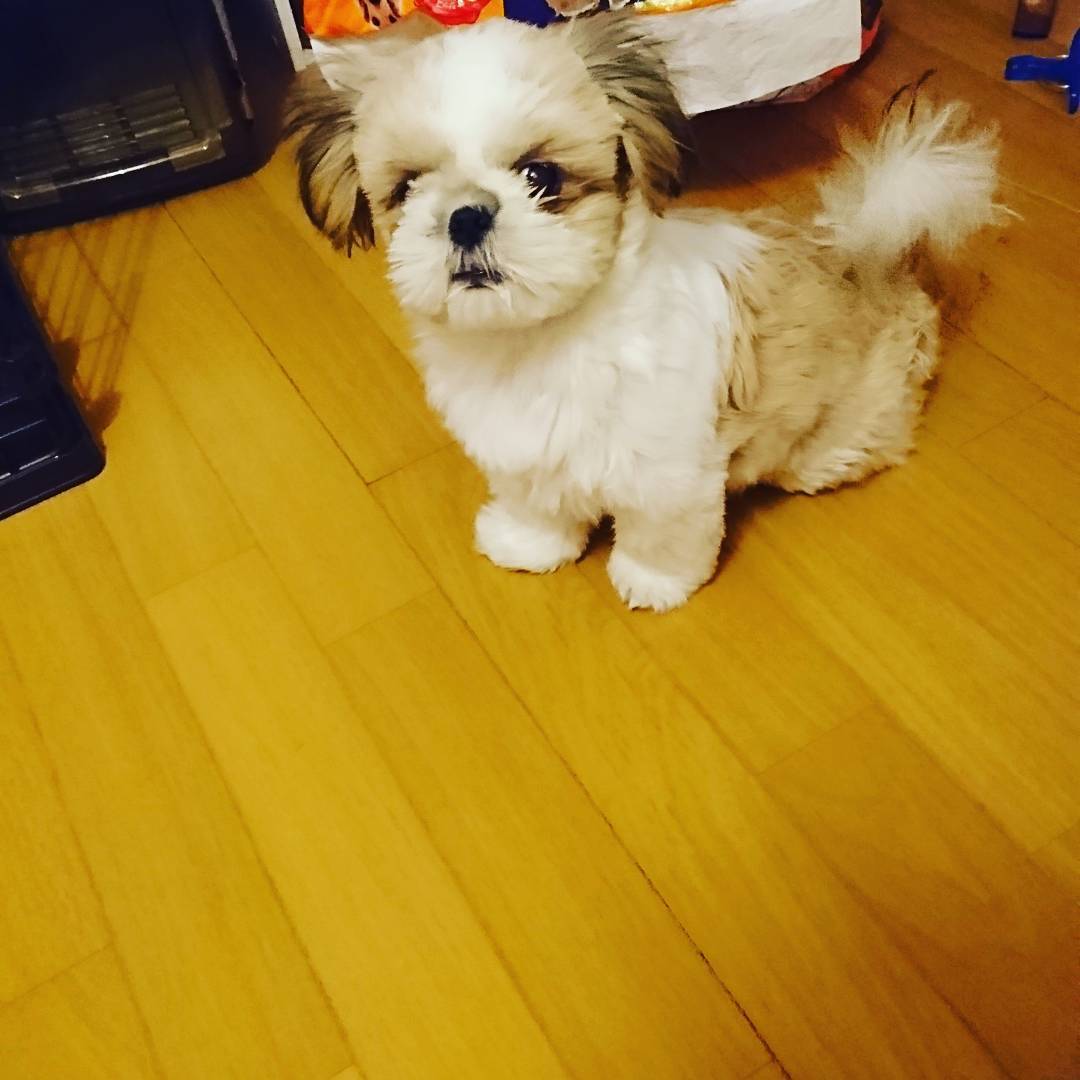 Chester, 11-week-old male Shih Tzus puppy